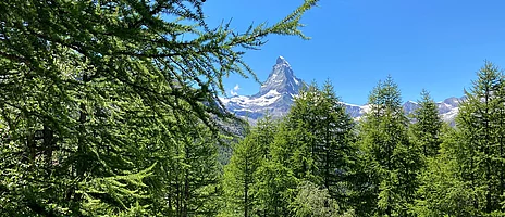 Planung von Komplett-Produktionswerk für Schweizer Holz